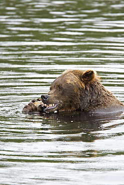 Adult brown bear (Ursus arctos) foraging for dying sockeye salmon at the Brooks River in Katmai National Park near Bristol Bay, Alaska, USA. Pacific Ocean