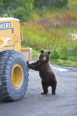 A curious brown bear (Ursus arctos) two year-old near the parking lot at the Brooks River in Katmai National Park near Bristol Bay, Alaska, USA. Pacific Ocean