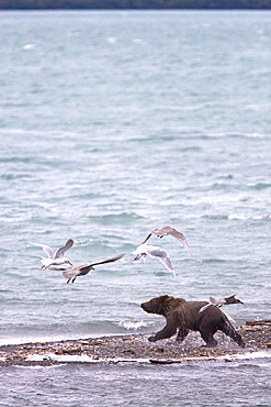 Brown bear cub (Ursus arctos) chasing gulls on the beach near the Brooks River in Katmai National Park near Bristol Bay, Alaska, USA. Pacific Ocean