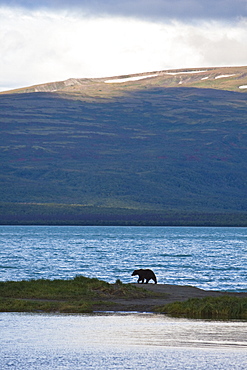 Brown bear (Ursus arctos) at the Brooks River in Katmai National Park near Bristol Bay, Alaska, USA. Pacific Ocean