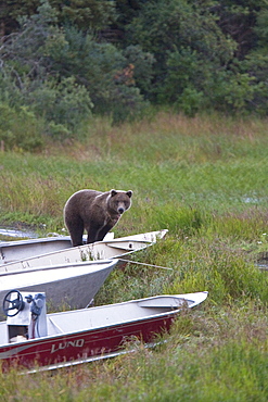 Two curious brown bear cubs (Ursus arctos), inspecting and gnawing on park ranger and service boats at the Brooks River in Katmai National Park near Bristol Bay, Alaska, USA. Pacific Ocean