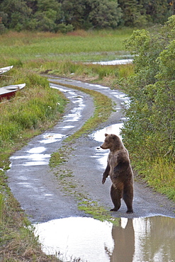 Brown bear (Ursus arctos) at the Brooks River in Katmai National Park near Bristol Bay, Alaska, USA. Pacific Ocean