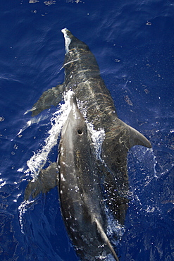 Adult rough-toothed dolphin (Steno bredanensis) bow riding the National Geographic Endeavour near Ascension Island. South Atlantic Ocean.