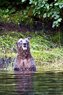 Brown Bear (Ursus arctos) fishing for pink salmon near the salmon weir at Pavlof Harbor on Chichagof Island in Southeast Alaska, USA. Pacific Ocean. 