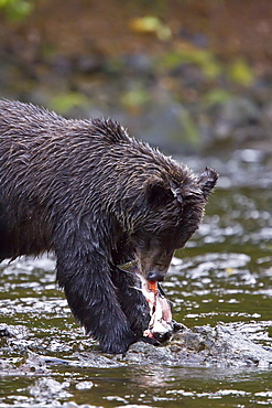 Brown Bear (Ursus arctos) fishing for pink salmon near the salmon weir at Pavlof Harbor on Chichagof Island in Southeast Alaska, USA. Pacific Ocean. 