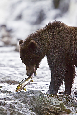 Brown Bear (Ursus arctos) fishing for pink salmon near the salmon weir at Pavlof Harbor on Chichagof Island in Southeast Alaska, USA. Pacific Ocean. 