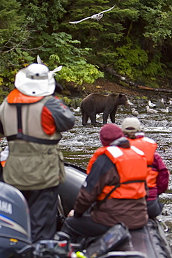 Brown Bear (Ursus arctos) being watched by boat at Pavlof Harbor on Chichagof Island in Southeast Alaska, USA. Pacific Ocean. 