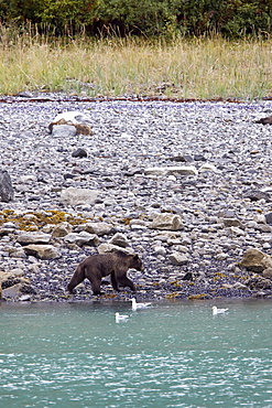 Brown Bear (Ursus arctos) foraging at low tide in Glacier Bay National Park Southeast Alaska, USA. Pacific Ocean. 