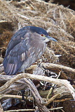 An adult Black-crowned Night Heron (Nycticorax nycticorax falklandicus) foraging at low tide on Carcass Island in the Falkland Islands, South Atlantic Ocean