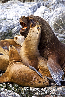 South American Sea Lion (Otaria flavescens) hauled out on small rocky islet just outside Ushuaia, Beagle Channel, Argentina