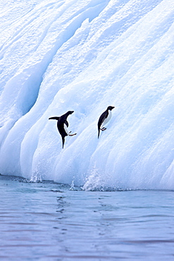 Adult Adelie penguins (Pygoscelis adeliae) porpoising near the Antarctic Peninsula, Antarctica. 