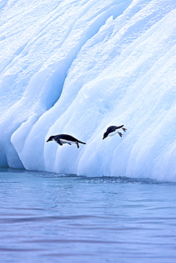 Adult Adelie penguins (Pygoscelis adeliae) leaping into the ocean off icebergs near the Antarctic Peninsula, Antarctica. 