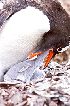 Adult Gentoo penguin (Pygoscelis papua) feeding chick in Antarctica