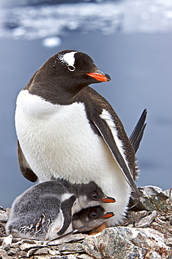 Gentoo penguin (Pygoscelis papua) adults with chicks in Antarctica