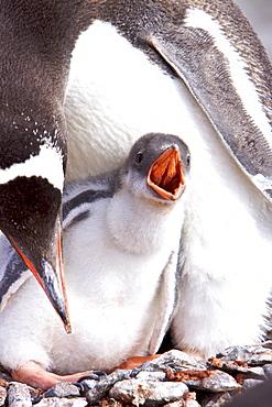 Adult Gentoo penguin (Pygoscelis papua) with chick in Antarctica