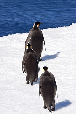 Adult emperor penguin (Aptenodytes forsteri) on sea ice near Snow Hill Island in the Weddell Sea, Antarctica. 