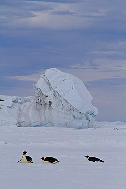 Adult emperor penguin (Aptenodytes forsteri) on sea ice near Snow Hill Island in the Weddell Sea, Antarctica. 