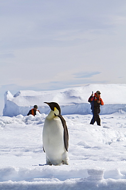 Adult emperor penguin (Aptenodytes forsteri) on sea ice near Snow Hill Island in the Weddell Sea, Antarctica. 