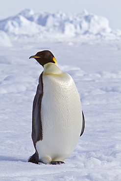 Adult emperor penguin (Aptenodytes forsteri) on sea ice near Snow Hill Island in the Weddell Sea, Antarctica. 