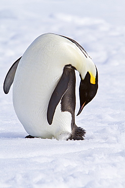 Adult emperor penguin (Aptenodytes forsteri) on sea ice near Snow Hill Island in the Weddell Sea, Antarctica.