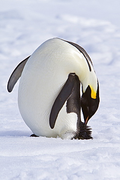 Adult emperor penguin (Aptenodytes forsteri) on sea ice near Snow Hill Island in the Weddell Sea, Antarctica. 