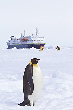 Adult emperor penguin (Aptenodytes forsteri) on sea ice near Snow Hill Island in the Weddell Sea, Antarctica. 