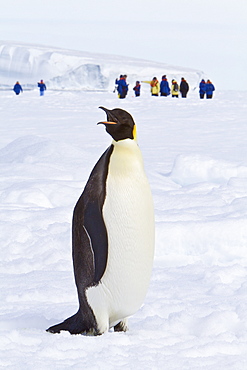 Adult emperor penguin (Aptenodytes forsteri) on sea ice near Snow Hill Island in the Weddell Sea, Antarctica.