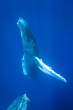 Humpback whale (Megaptera novaeangliae) underwater in the AuAu Channel between the islands of Maui and Lanai, Hawaii, USA