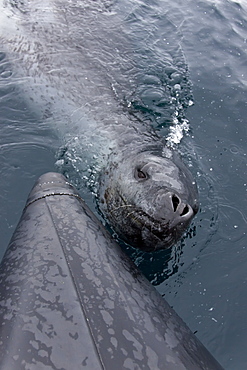 Curious adult leopard seal (Hydrurga leptonyx) approaches Zodiac near Booth Island, Antarctica, Southern Ocean