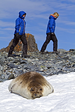 Adult female southern elephant seal (Mirounga leonina) on Torgesen Island just outside Palmer Station in Port Arthur, Antarctica