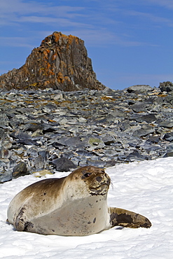 Adult female southern elephant seal (Mirounga leonina) on Torgesen Island just outside Palmer Station in Port Arthur, Antarctica