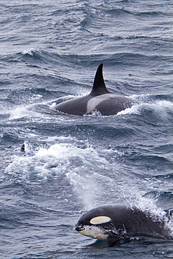 A small pod of about 10 killer whales (Orcinus orca) in the Gerlache Strait near the Antarctic Peninsula, Antarctica, Southern Ocean