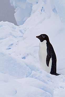 Adelie penguin (Pygoscelis adeliae) near the Antarctic Peninsula, Antarctica. 