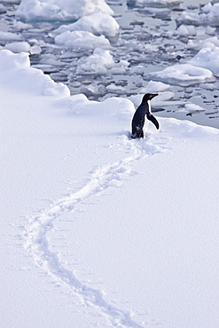 Adelie penguin (Pygoscelis adeliae) near the Antarctic Peninsula, Antarctica. 