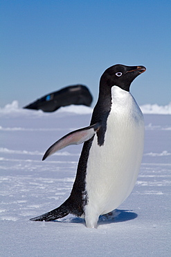 Adelie penguin (Pygoscelis adeliae) near the Antarctic Peninsula, Antarctica. 