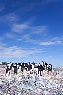 Adelie penguin (Pygoscelis adeliae) near the Antarctic Peninsula, Antarctica. 