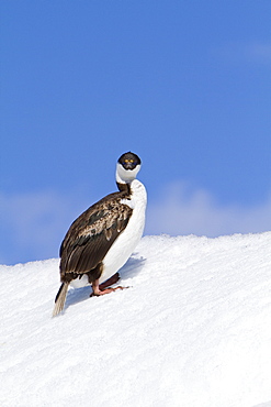 Antarctic shag (Phalacrocorax (atriceps) bransfieldensis) resting on iceberg near Paulet Island, Weddell Sea, Antarctica