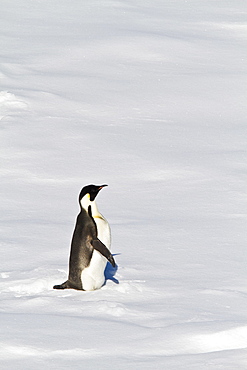 Adult emperor penguin (Aptenodytes forsteri) on sea ice near Snow Hill Island in the Weddell Sea, Antarctica. 