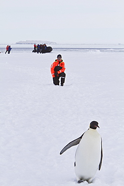 Adult emperor penguin (Aptenodytes forsteri) with admirer on sea ice near Snow Hill Island in the Weddell Sea, Antarctica. 