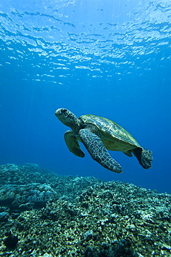 Adult green sea turtle (Chelonia mydas) in the protected marine sanctuary at Honolua Bay, Maui, Hawaii, USA