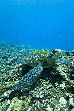 Adult green sea turtle (Chelonia mydas) in the protected marine sanctuary at Honolua Bay, Maui, Hawaii, USA