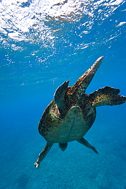 Adult male green sea turtle (Chelonia mydas) in the protected marine sanctuary at Honolua Bay on the northwest side of the island of Maui, Hawaii, USA