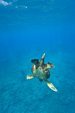 Adult male green sea turtle (Chelonia mydas) in the protected marine sanctuary at Honolua Bay on the northwest side of the island of Maui, Hawaii, USA