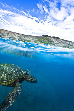 Adult green sea turtle (Chelonia mydas) in the protected marine sanctuary at Honolua Bay, Maui, Hawaii, USA