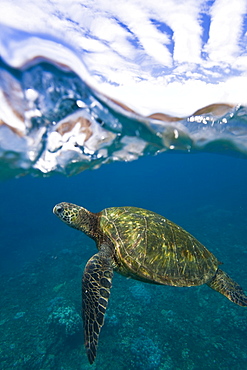 Adult green sea turtle (Chelonia mydas) in the protected marine sanctuary at Honolua Bay, Maui, Hawaii, USA