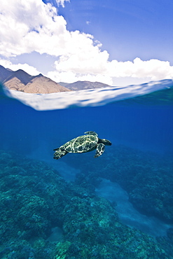 Green sea turtle (Chelonia mydas) at cleaning station at Olowalu Reef, Maui, Hawaii, USA