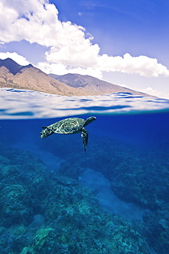 Green sea turtle (Chelonia mydas) at cleaning station at Olowalu Reef, Maui, Hawaii, USA