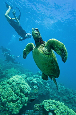 Snorkeler with green sea turtle (Chelonia mydas) at cleaning station at Olowalu Reef on the west side of the island of Maui, Hawaii, USA