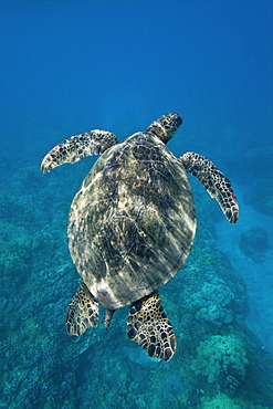 Green sea turtle (Chelonia mydas) at cleaning station at Olowalu Reef, Maui, Hawaii, USA