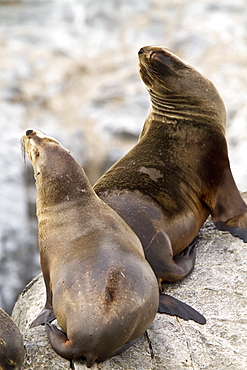 South American sea lion (Otaria flavescens) hauled out on small rocky islet just outside Ushuaia, Argentina in the Beagle Channel